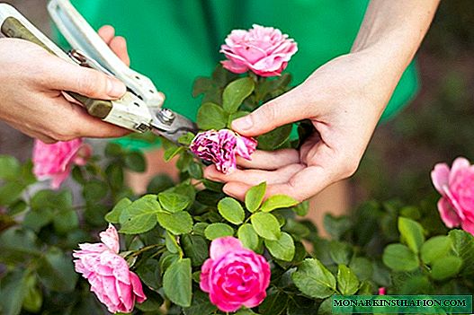 Plantar y cuidar rosas de jardín: una nota para los jardineros principiantes