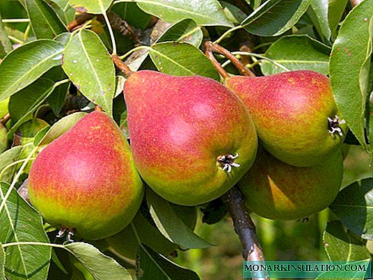 Planting and growing Nika pears