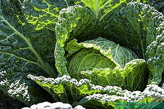 Planting and growing Savoy cabbage: practical recommendations
