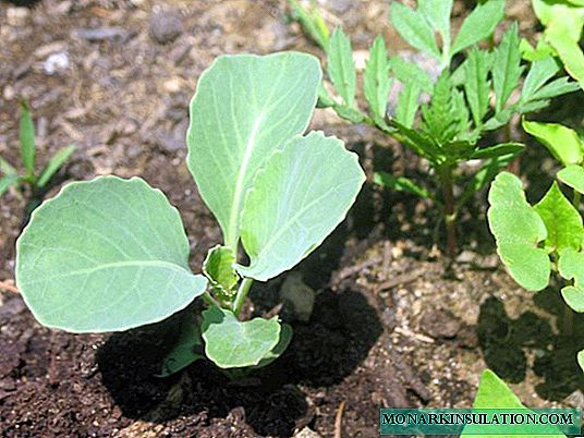 Plantar semillas de col en campo abierto y en invernadero: los secretos de los practicantes