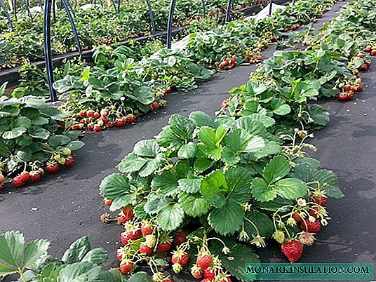 Plantation de fraises sur agrofibre et pose d'irrigation goutte à goutte