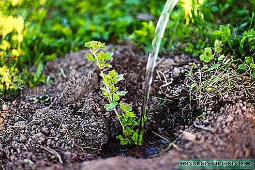 Plantación de grosella espinosa: cuándo, dónde y cómo plantar correctamente, hora y fecha de siembra
