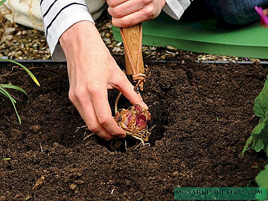 Planter des lis à l'automne - quand et comment planter?