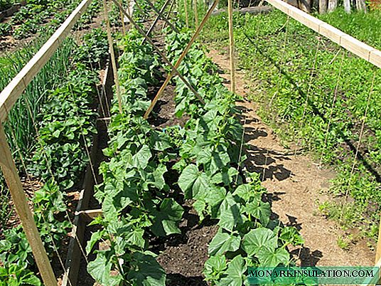 Plantar pepinos: una guía para principiantes y los secretos de la primera cosecha exitosa