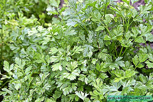 Planting parsley in different ways: how to choose the best