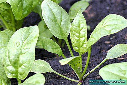 Plantando espinafre: principais maneiras e dicas