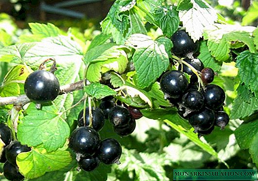 Currant planting: how and when is it best to do