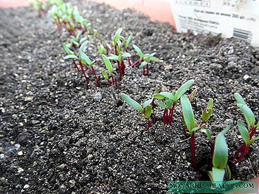 Planting beets: the secrets and subtleties of success