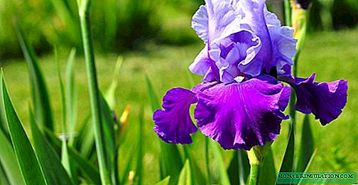 Planting, growing and caring for onion irises - gardeners secrets