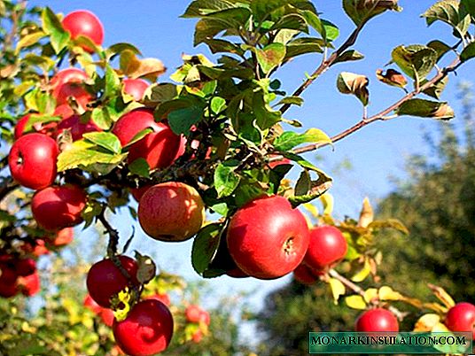 Omenapuun istuttaminen syksyllä: Aloittelijan täydellinen opas