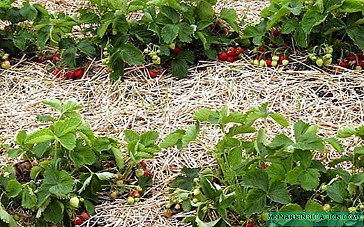 Strawberry Step-by-Step: Pest Control and Disease Prevention