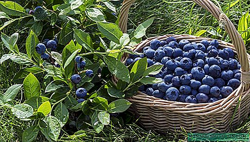 Rules for pruning blueberries: when you need to, how to do it and why sometimes you need to prune "zero"