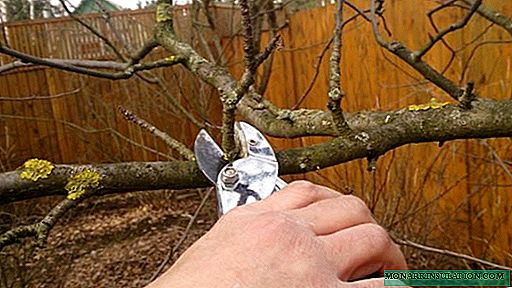 Rules for pruning fruit trees at different times of the year