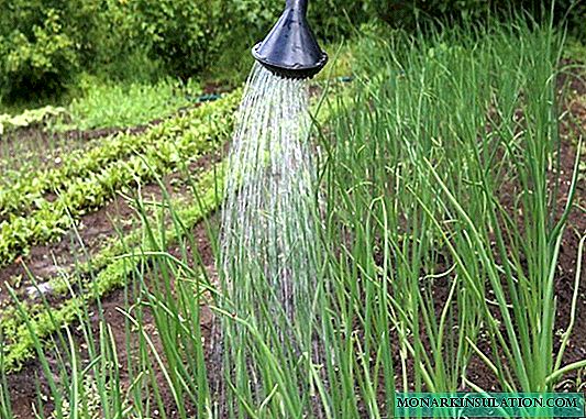 Rules for watering onion sets after planting it in open ground
