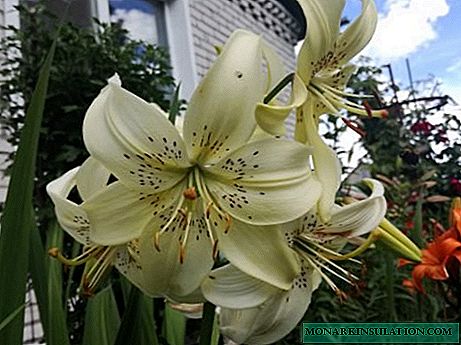 Rules for planting lilies in the spring in the ground: the secrets of experienced gardeners