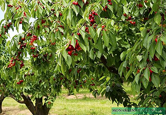 Reglas para plantar cerezas