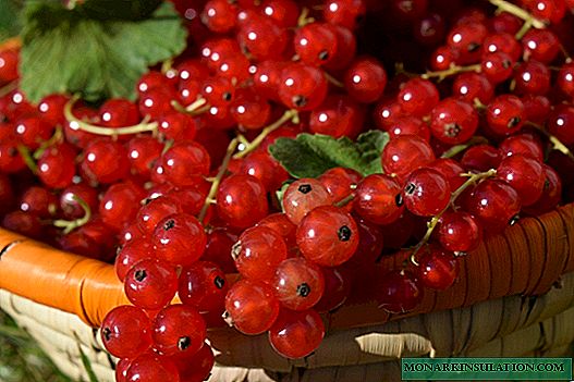 Rules for planting and replanting a bush of red currant: nuances at different times of the year