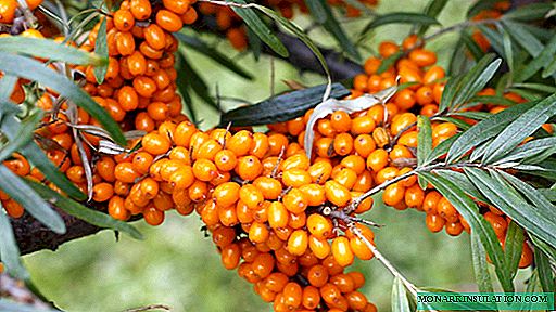 Rules for planting sea buckthorn, how to distinguish and place male and female plants