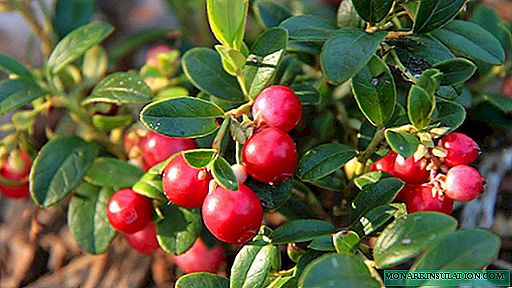 Rules for planting garden lingonberries on the site