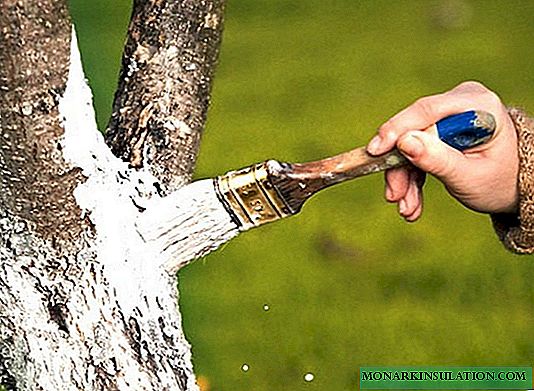 Rules for autumn whitewashing of fruit tree trunks