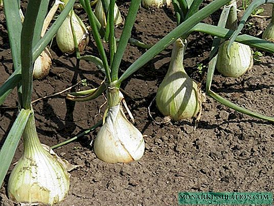 Proper feeding of onions is the key to high yields