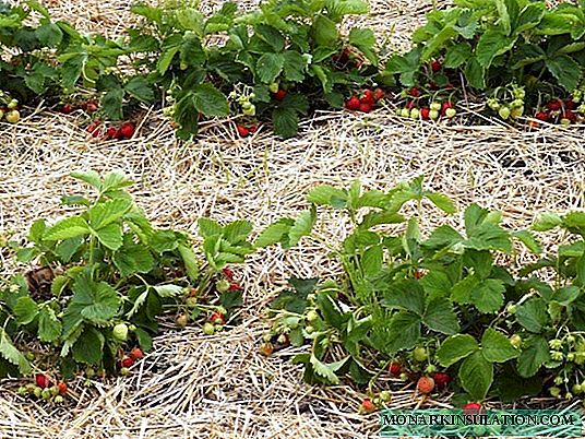 Riktig planting av jordbær i en sommerhus: hva som ikke kan plantes ved siden av hagen