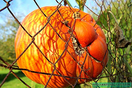 The right pumpkin: how to shape and pinch the stem