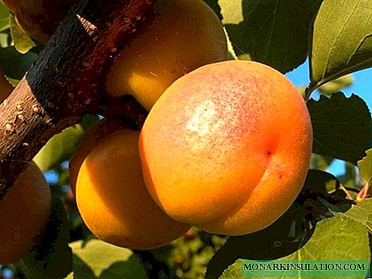Voordelen en teelt van triomf Noord-abrikoos