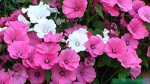 Beautiful Lavater: when to plant seeds to enjoy flower beds in summer?
