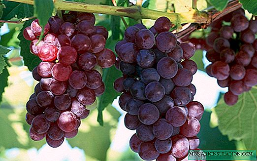 Las aventuras de Lydia: historia y descripción de la variedad de uva más popular