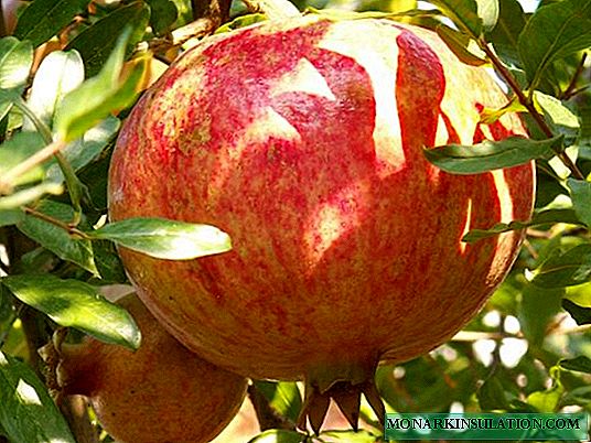 Taming the exotic: growing pomegranate in the garden and at home