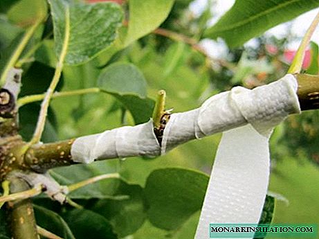 Vaccination of fruit trees: a comparative overview of the best ways to cross trees