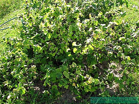 ¿Tratamiento preventivo de primavera de arbustos de grosella? métodos científicos y "abuelo"