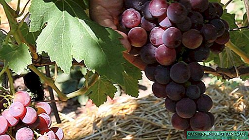 Early grape varieties for different regions: how to make the right choice