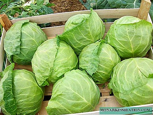 Early white cabbage: the best varieties and care for the crop