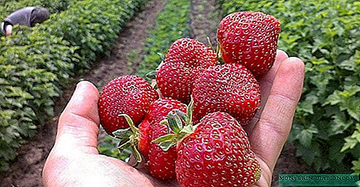 Tidlige jordbær for Russland, Hviterussland og Ukraina: beskrivelse og kjennetegn på varianter