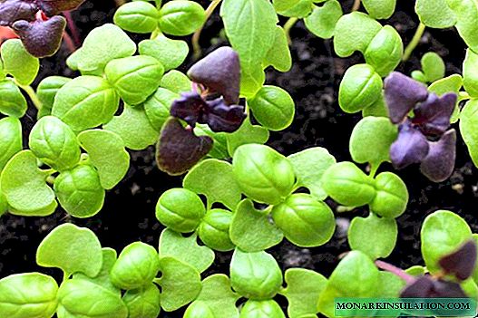 Basil Seedlings: groei en plant correct