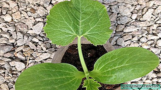 Seedlings of zucchini: how to grow it in an urban environment