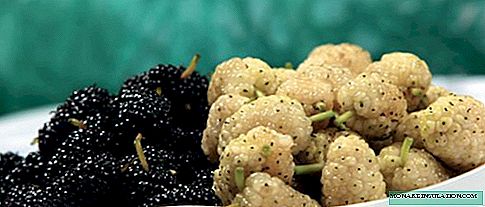 Does mulberry grow in Siberia? Winter-hardy self-fertile mulberry varieties for growing in cold climates