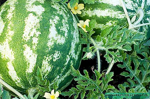هل تنمو البطيخ في منطقة موسكو: ميزات التوت الجنوبي المتنامي في ظروف غير عادية
