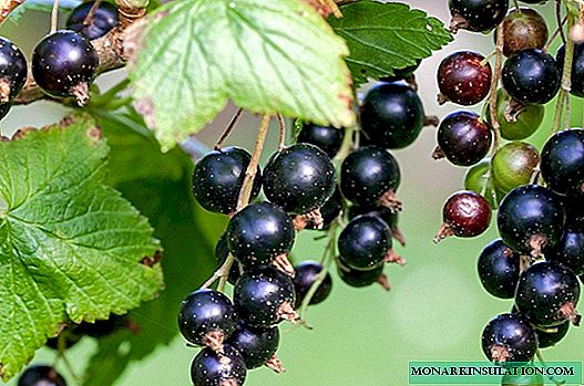 Propagate blackcurrant by cuttings correctly
