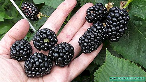 Blackberry propagation: simple, proven and reliable ways.