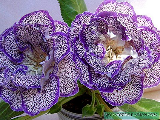 Reproduction gloxinia: an exciting lesson at home