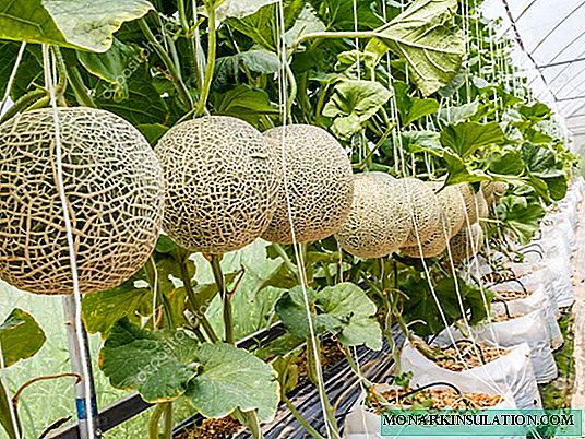 ¿Es realista cultivar un melón en Siberia: la experiencia de los jardineros?