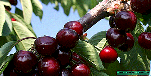 Regina - high quality European sweet cherry