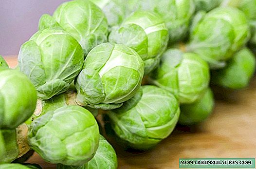 Recommendations for the cultivation and care of Brussels sprouts