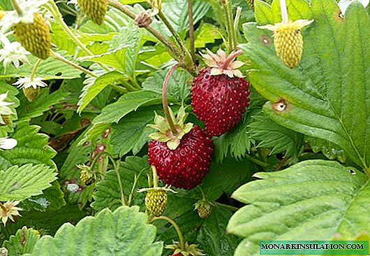Remont bezosny strawberry Ruyan: ทุกเทคนิคของการปลูกผลเบอร์รี่ที่มีกลิ่นหอม