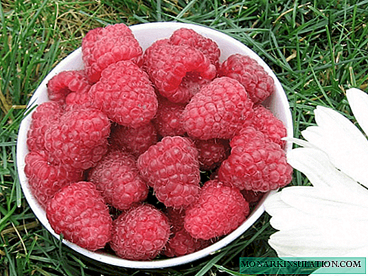Memperbaiki karamel raspberry - varietas besar berbuah aromatik
