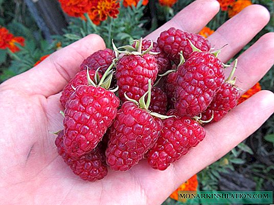 Repair raspberries: the best varieties and nuances of care