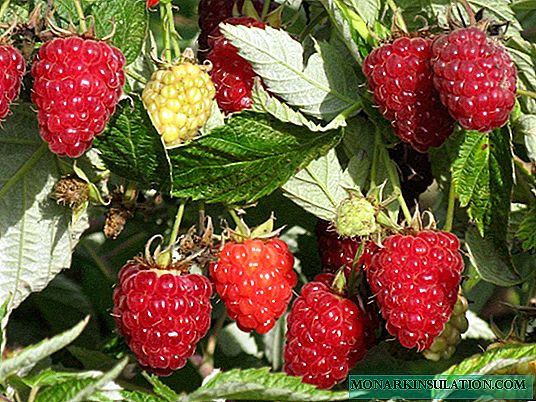 Boleh ditanggalkan Taganka raspberries - tuaian yang indah dari musim bunga hingga musim luruh!